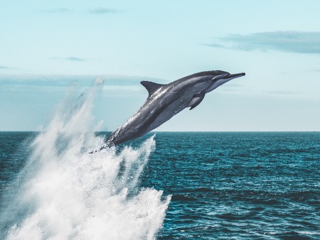 Dolphin and whale watching in Mazarron